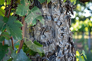 Close-up of a vineyard grapevine with peeling bark texture