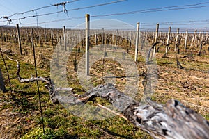 Close up of vineyard at spring time, ready for new season, wine concept