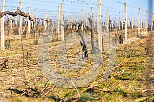 Close up of vineyard at spring time, ready for new season, wine concept