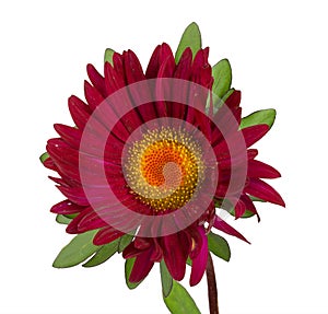 Close-up vinous aster