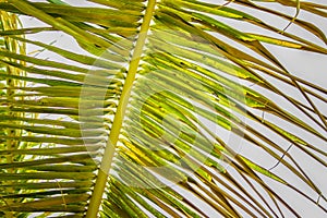 Close up vintage photo of palm leaf, Abstract green texture and natural background