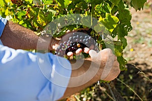 Close-up of vintner examining grapes in vineyard