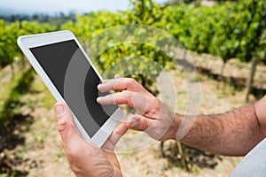Close-up of vintner using digital tablet in vineyard