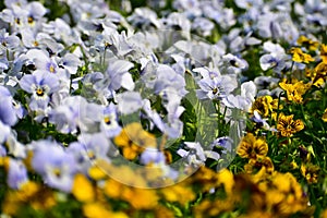Close-up of the Viola, blue pansy flowers in the garden. Blue pansy flowers blooming background