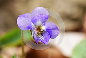 The close up of Viola odorata in forest