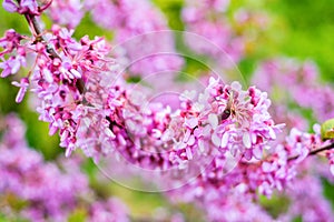 Close up of violet blossoming Cercis siliquastrum