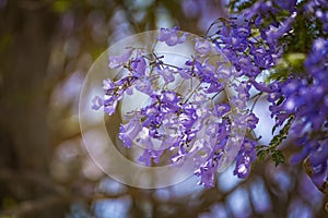 Close up of Violet blue purple flowers of the Jacaranda Mimosifolia tree, jacaranda, blue jacaranda, black poui, Nupur, fern tree