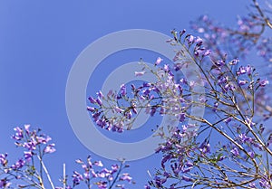 Close up of Violet blue purple flowers of the Jacaranda Mimosifolia tree, jacaranda, blue jacaranda, black poui, Nupur, fern tree