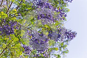 Close up of Violet blue purple flowers of the Jacaranda Mimosifolia tree, jacaranda, blue jacaranda, black poui, Nupur, fern tree