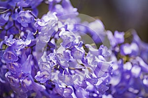 Close up of Violet blue purple flowers of the Jacaranda Mimosifolia tree, jacaranda, blue jacaranda, black poui, Nupur, fern tree