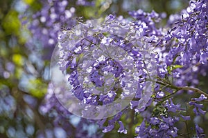 Close up of Violet blue purple flowers of the Jacaranda Mimosifolia tree, jacaranda, blue jacaranda, black poui, Nupur, fern tree