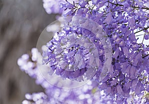 Close up of Violet blue purple flowers of the Jacaranda Mimosifolia tree, jacaranda, blue jacaranda, black poui, Nupur, fern tree