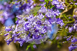 Close up of Violet blue purple flowers of the Jacaranda Mimosifolia tree, jacaranda, blue jacaranda, black poui, Nupur, fern tree