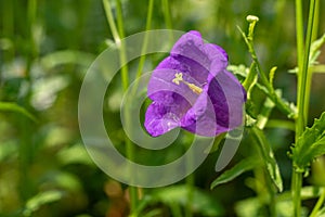 Close up violet Campanula medium in the garden.