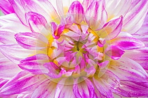 Close-up violet dahlia in bloom in a garden