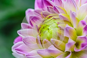 Close-up violet dahlia in bloom in a garden