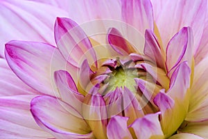 Close-up violet dahlia in bloom