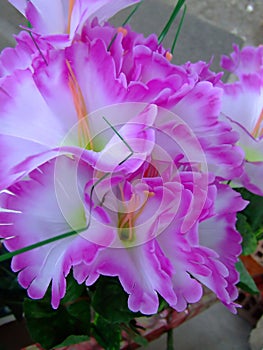 Close up of violet flower