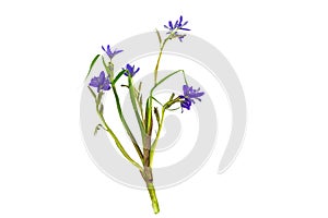 Close up violet flower Monochoria vaginalis Burm.f. isolated on white background.Saved with clipping path