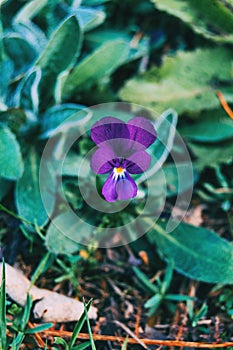 Close-up of a violet flower of viola odorata