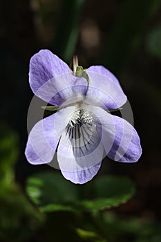 Close up of a violet flower (Viola odorata) in bloom