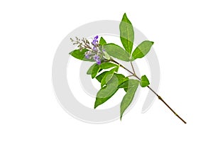 Close up violet flower Vitex trifolia Linn or Indian Privet on white