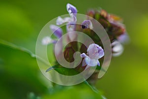 Close-up of violet flowers of common self-heal plant Prunella vulgaris with pleasant summer greenery of wildflower  natural