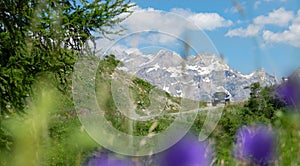 CLOSE UP: Violet flowers obstruct the view of SUV driving down the scenic road.