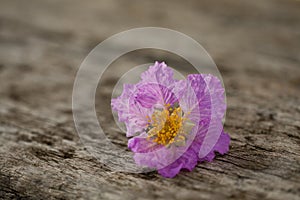 Close up of a violet flowers on old wooden desks.