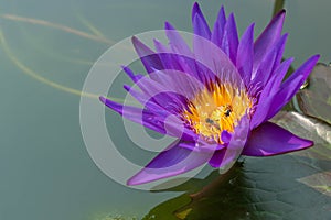 Close-up of violet lotus flower with bees at yellow pollen