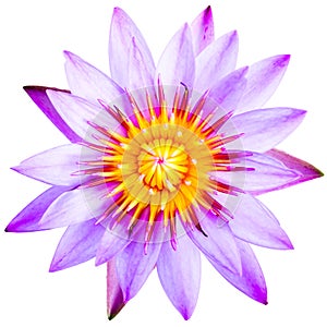 Close up of violet lotus flower isolated