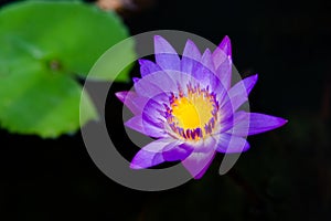 Close up of violet lotus flower or water lily with green leaves in the garden