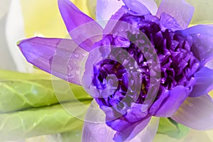 Close up violet lotus with violet petal.