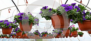 Close up of violet petunia flowers plant in hanging flower pots