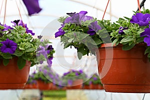 Close up of violet petunia in hanging pots for sale at the small local nursery. Horticulture flower business