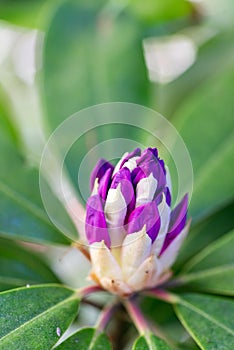 Rhododendron flower opening photo