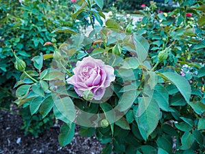 Close up of violet rose: Mainzer Fastnacht