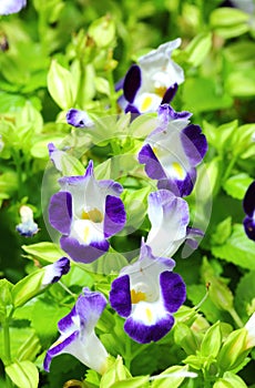 Close up of violet Torenia flower