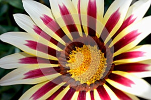 Close up of Violet and white gerbera flower with yellow centre and beautiful soft petals.