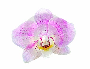 Close up violet and white orchid blooming isolated on white background with clipping path and make selection.