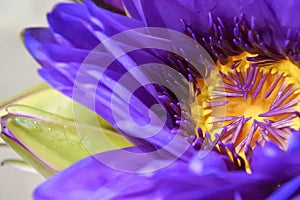 Close up violet and yellow pollen inside violet lotus flower.