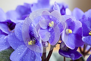 Close-up of violets