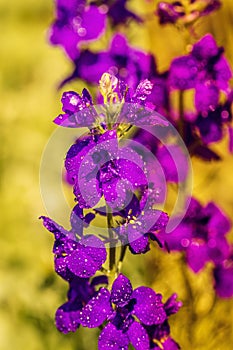 Close up of the violets flowers, soft focus