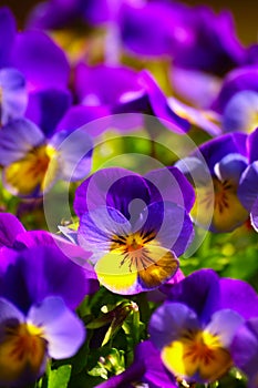 Violets In Spring