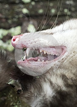 Close up of Virginia Opossum teeth sharp canines