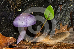 Viscid Violet Cort - Cortinarius iodes