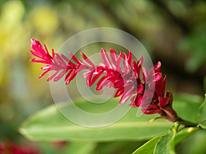 Close up of a vivid colored red ginger flower in the Seychelles