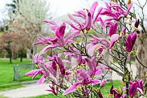 Close up of vivid delicate purple and pink magnolia flowers in full bloom on a branch in a garden in a sunny spring day, beautiful
