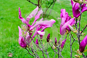 Close up of vivid delicate purple and pink magnolia flowers in full bloom on a branch in a garden in a sunny spring day, beautiful