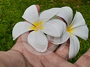 Close-Up Vivid Flower On Palm